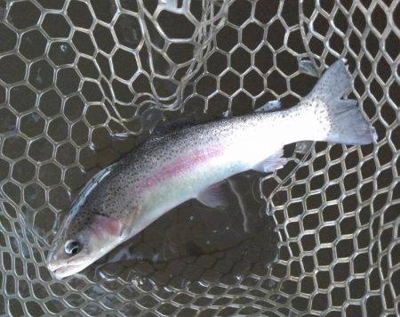 大安トラウトレイク釣果